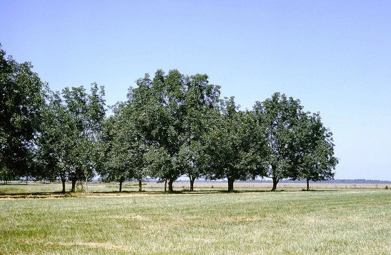 Colfax Community